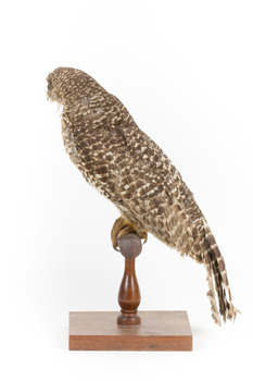 Powerful Owl standing on wooden mount facing forward