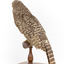 Powerful Owl standing on wooden mount facing forward