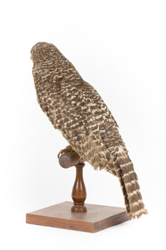 Powerful Owl standing on wooden mount facing forward