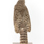 Powerful Owl standing on wooden mount facing backward