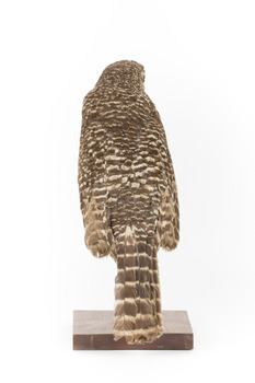 Powerful Owl standing on wooden mount facing backward
