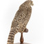 Powerful Owl standing on wooden mount facing back - right