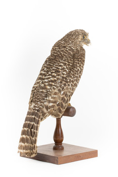 Powerful Owl standing on wooden mount facing back - right