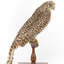 Powerful Owl standing on wooden mount facing forward