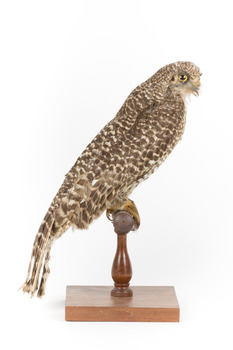 Powerful Owl standing on wooden mount facing forward