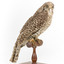 Powerful Owl standing on wooden mount facing forward