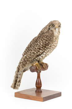 Powerful Owl standing on wooden mount facing forward