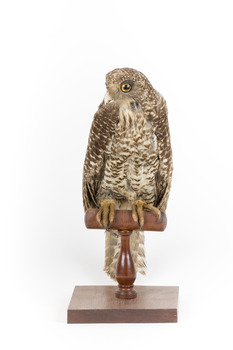 Powerful Owl standing on wooden mount facing forward