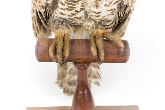 Powerful Owl standing on wooden mount close-up