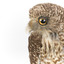 Powerful Owl close-up -right
