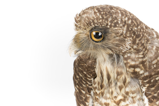 Powerful Owl close-up -right
