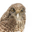 Powerful Owl close-up - front