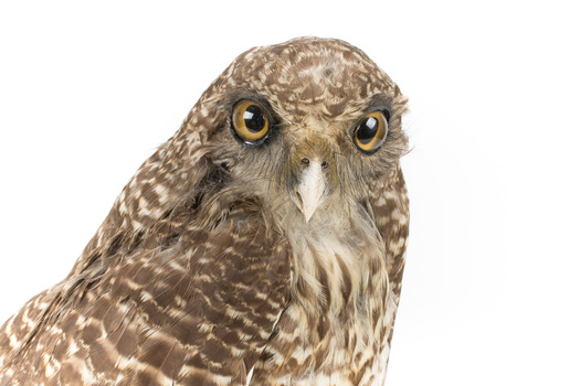 Powerful Owl close-up - front