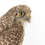  Powerful Owl close-up - left