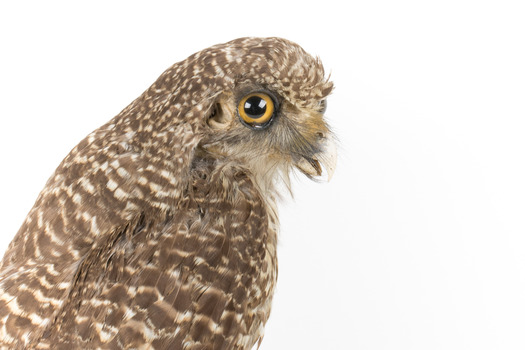  Powerful Owl close-up - left