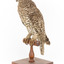  Powerful Owl standing on wooden mount facing forward