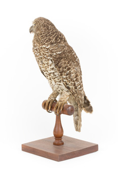  Powerful Owl standing on wooden mount facing forward