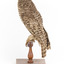  Powerful Owl standing on wooden mount facing forward