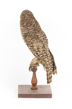  Powerful Owl standing on wooden mount facing forward