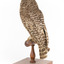 Powerful Owl standing on wooden mount facing forward