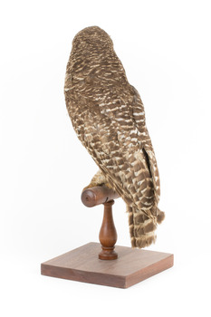 Powerful Owl standing on wooden mount facing forward