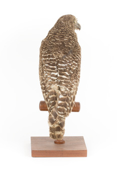 Powerful Owl standing on wooden mount -back view