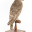 Powerful Owl standing on wooden mount facing forward