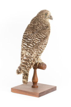 Powerful Owl standing on wooden mount facing forward