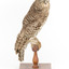 Powerful Owl standing on wooden mount facing forward