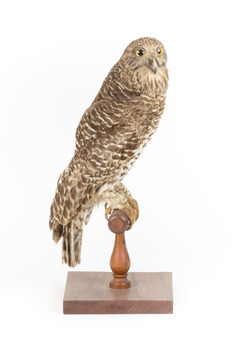 Powerful Owl standing on wooden mount facing forward