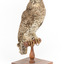 Powerful Owl standing on wooden mount facing forward