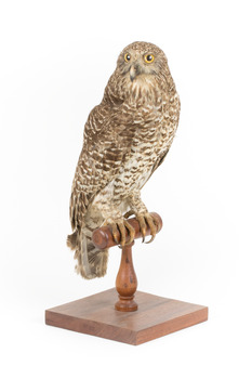 Powerful Owl standing on wooden mount facing forward