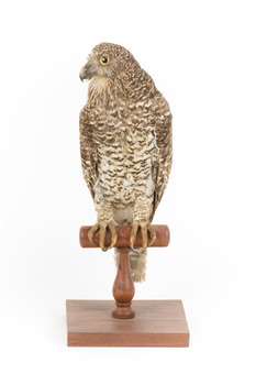 Powerful Owl standing on wooden mount facing forward