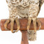 Powerful Owl standing on wooden mount facing forward