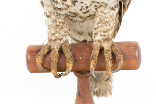 Powerful Owl standing on wooden mount facing forward