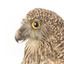  Powerful Owl standing on wooden mount facing forward