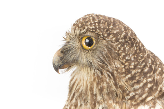  Powerful Owl standing on wooden mount facing forward