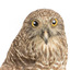 Powerful Owl standing on wooden mount facing forward