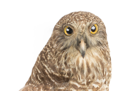 Powerful Owl standing on wooden mount facing forward