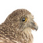 Powerful Owl standing on wooden mount facing forward