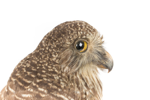 Powerful Owl standing on wooden mount facing forward