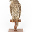 Powerful Owl standing on wooden mount facing forward