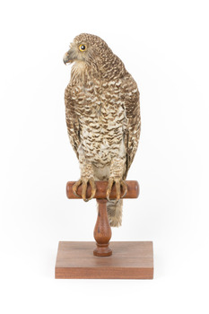 Powerful Owl standing on wooden mount facing forward