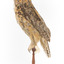 Long-Eared Owl standing on wooden mount facing forward