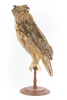 Long-Eared Owl standing on wooden mount facing forward