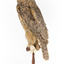  Long-Eared Owl standing on wooden mount facing forward