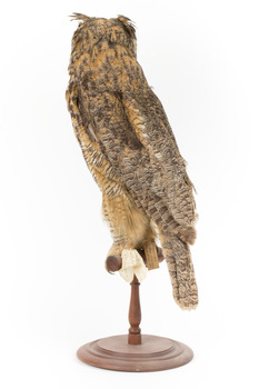  Long-Eared Owl standing on wooden mount facing forward
