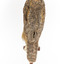 Long-Eared Owl standing on wooden mount facing forward