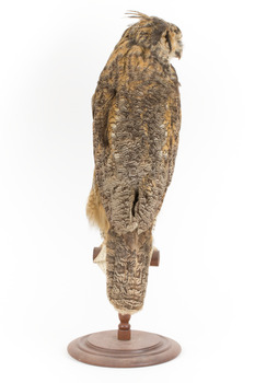 Long-Eared Owl standing on wooden mount facing forward