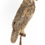 Long-Eared Owl standing on wooden mount facing forward